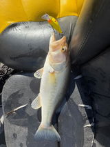 Johnny Blackwell Customer review photo