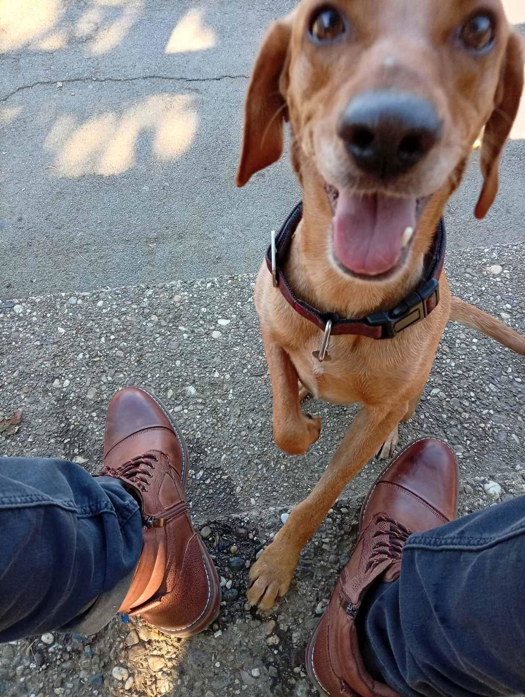 Muške Cipele od Prirodne kože Oxfords Brown