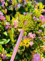 Sophia R. review photo