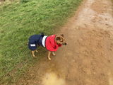 Tilly Terrier review photo
