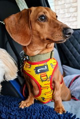 Fabulous Fred, Dachshund review photo