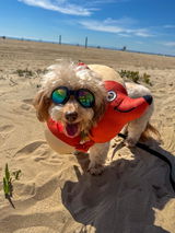Monika & @Teddy_theweeniepoo review photo