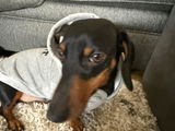 beela review photo