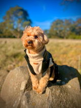 Toffee review photo
