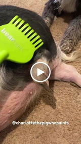 Charlotte The Pig Who Paints M. review photo