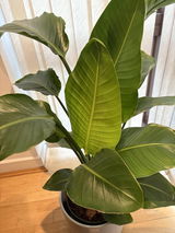 Koko review photo