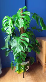 Khaing S. review photo
