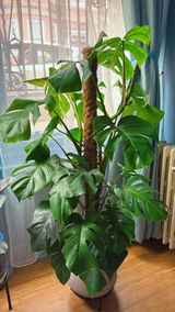Khaing S. review photo