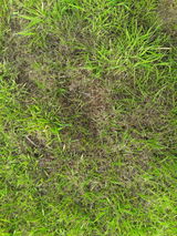 Laurence review photo