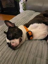 Max’s Dad review photo
