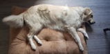nachtlord review photo