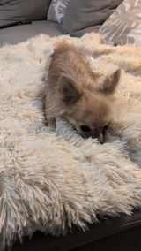 Conny review photo
