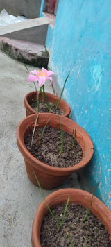Sourav Mondal review photo