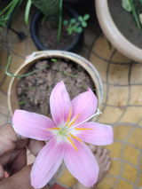 Sonal . review photo