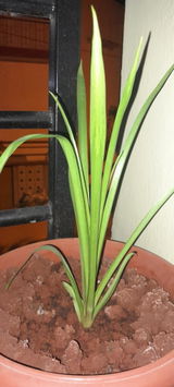 Indushri . review photo