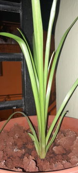Indushri . review photo