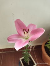 User picture