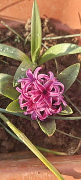 Now it blooms. review photo