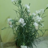 Kaushik Saha review photo