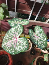 Reena N review photo