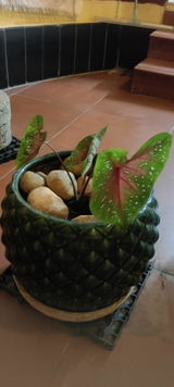 Cutie Caladium review photo
