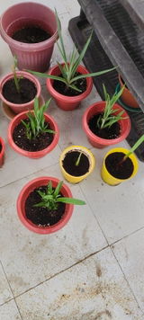 Satish Rathi review photo