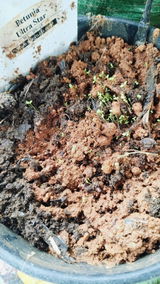 prafulla s review photo