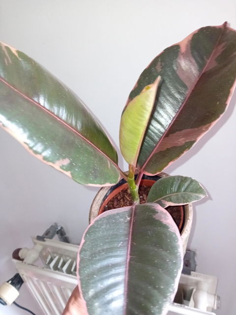 Ficus Elastica Belize