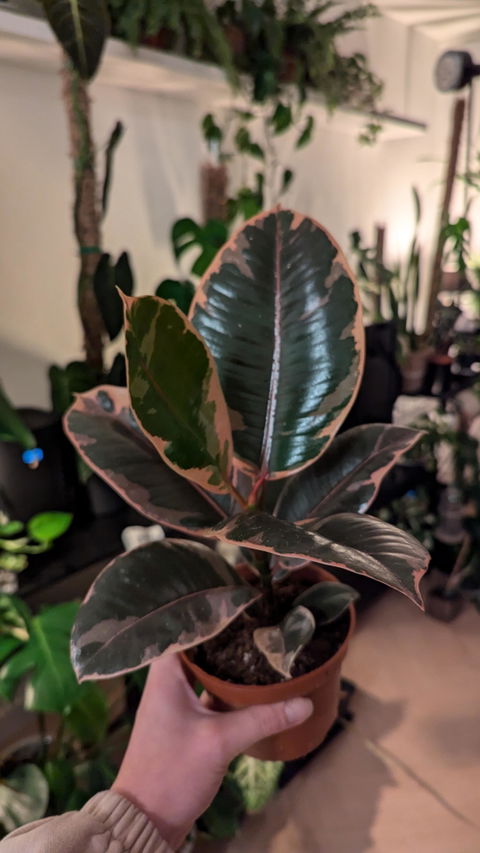 Ficus Elastica Belize