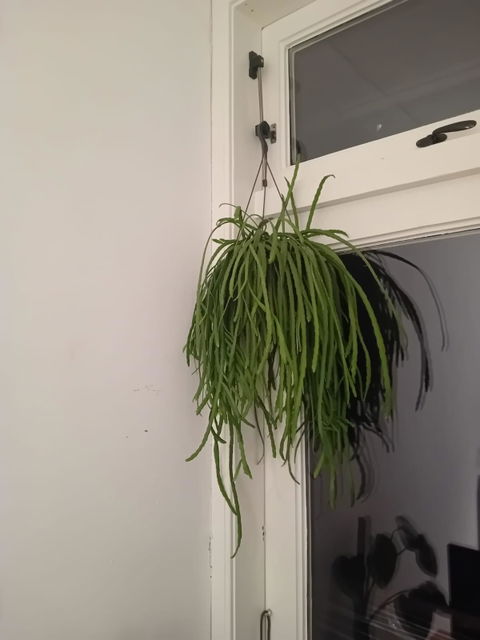 Boliviaanse Koraalcactus (Hangpot)