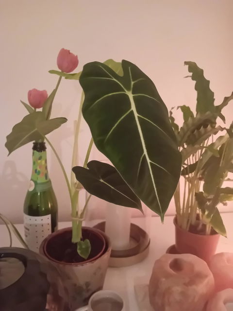 Alocasia Frydek