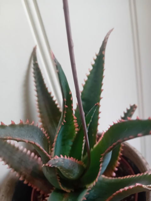 Aloe Jurassic Chameleon