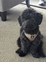 Benji review photo