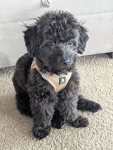 Benji review photo