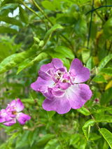 Paulineachterberg review photo