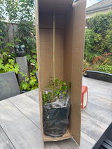 F Kusmic review photo