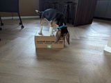 Hugo review photo