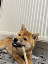Milou review photo