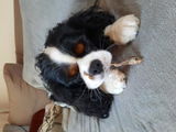 Antoinette en hond Tommie review photo