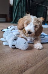 Bruno review photo