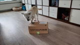 Anja review photo