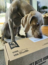 Weimaraner Cobus review photo