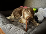 Monique Flederus review photo