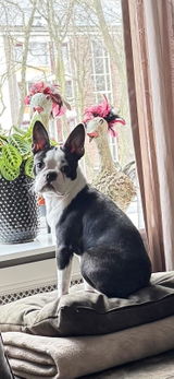 Mariska / Flip 🐶 review photo