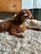Greet Bouters review photo