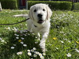 Baasjes van Obi review photo