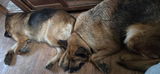 Sylvia Jans review photo