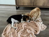 Franka Oosterveld review photo