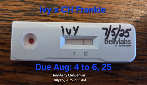 Bellylabs Pregnancy Test For Dogs