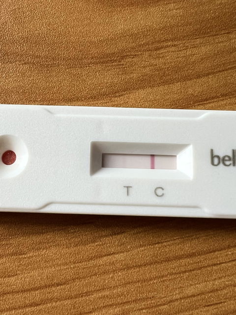 Bellylabs Pregnancy Test For Dogs